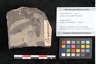 Foto (Objekt + Etikett) von Carpinus macroptera Brongniart (NHMW-GEO-2024-0188-11431)